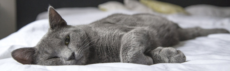 smart-sleeping-cat-on-bed